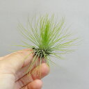 ■ティランジア■再入荷！アンドレアナ　SサイズTillandsia　andreana（今回はグリーンタイプの個体が多いです。）