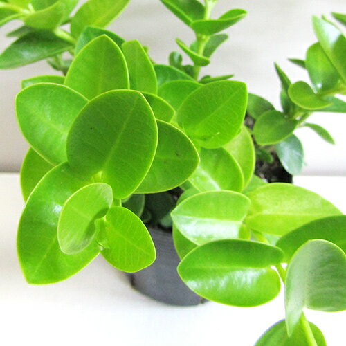 楽天市場】ホヤ 観葉植物(花・ガーデン・DIY)の通販 楽天市場】ホヤ 観葉植物(花・ガーデン・DIY)の通販