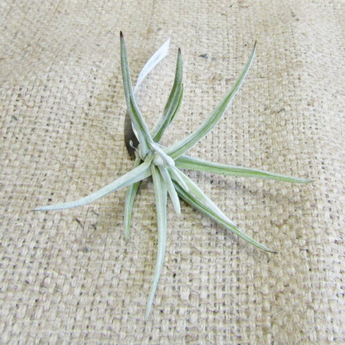 ■ティランジア■　グラブリオールTillandsia　glabrior 1