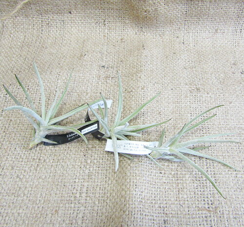 ■ティランジア■　グラブリオールTillandsia　glabrior 3