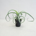 eBWAz@J[[X@Tillandsia Curly SlimiT.intermedia~T.Storeptphyllaj