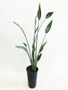 G■観葉植物■ストレリチア ノンリーフ ユンケア 3.5号ロング鉢植え 1〜2株立ち【ギフト対応商品】