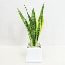 G■観葉植物■【送料無料】サンスベリア11.5cm陶器鉢植え受け皿つきホワイト・ブラック【ギフト対応商品】