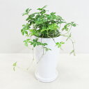 G■観葉植物■【送料無料】シュガーバイン12cm陶器鉢植えホワイト・ブラック【ギフト対応商品】