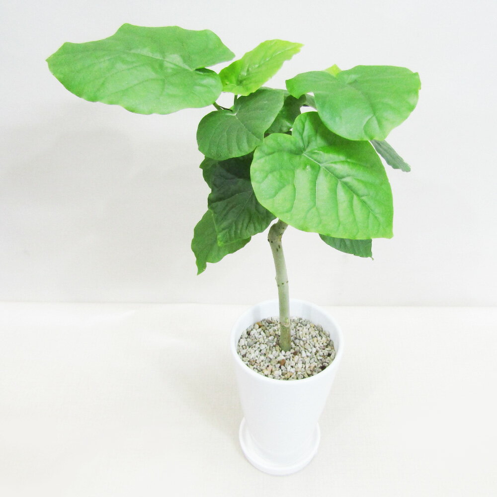 G 観葉植物 【送料無料】ウンベラータ12cm陶器鉢植えホワイト・ブラック【ギフト対応商品】