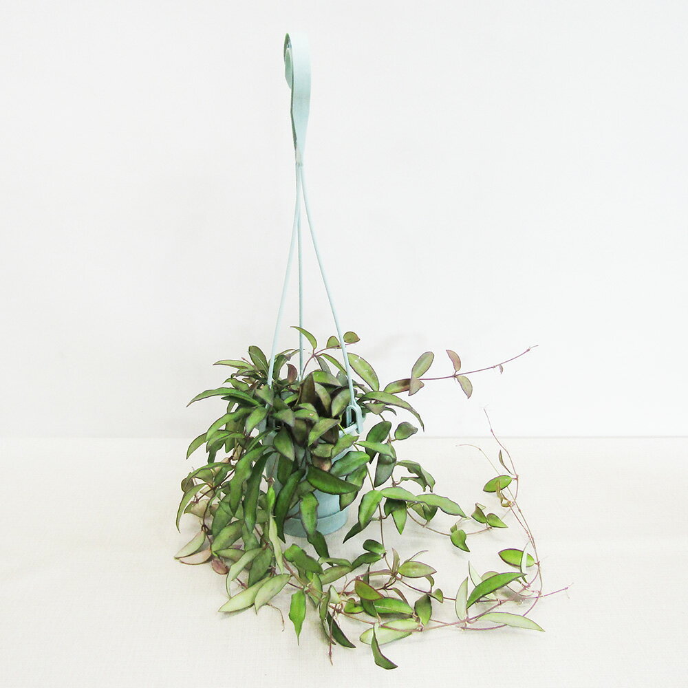 ホヤ ■観葉植物■　ホヤ　ロシータ　4号プラ吊り鉢植え