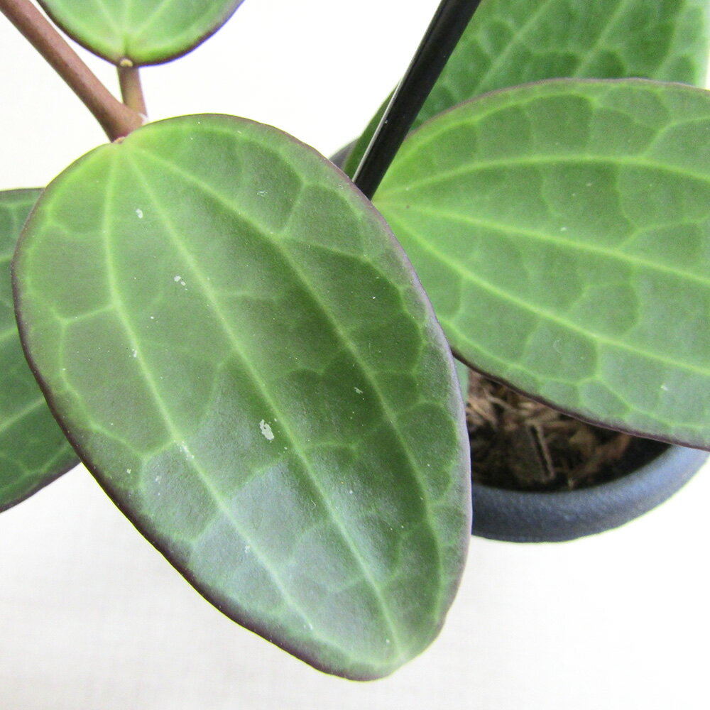 ■観葉植物■　NEW！　ホヤ　ラオ　3号プラ吊り鉢植えのサムネイル