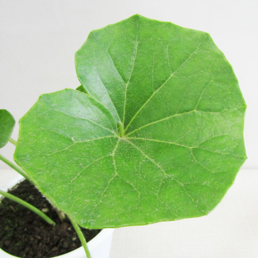 ■山野草・古典園芸植物■　NEW！　ツワブキ　石蕗　明鏡止水4号鉢植え