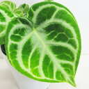 ■観葉植物■ NEW！荒木植物園さんの観葉植物アンスリュームアンスリウムドラヤキAnthurium Dorayaki5号鉢植え