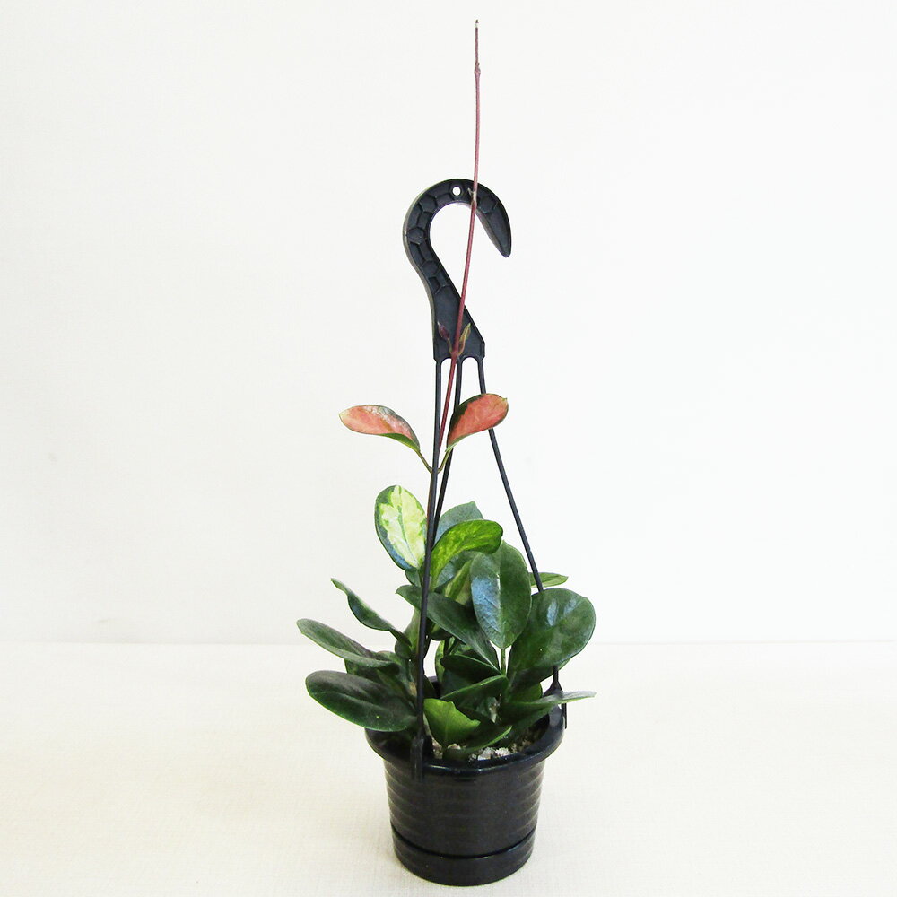 ■観葉植物■ホヤオーストラリスリサ4号プラ吊り鉢植え 2