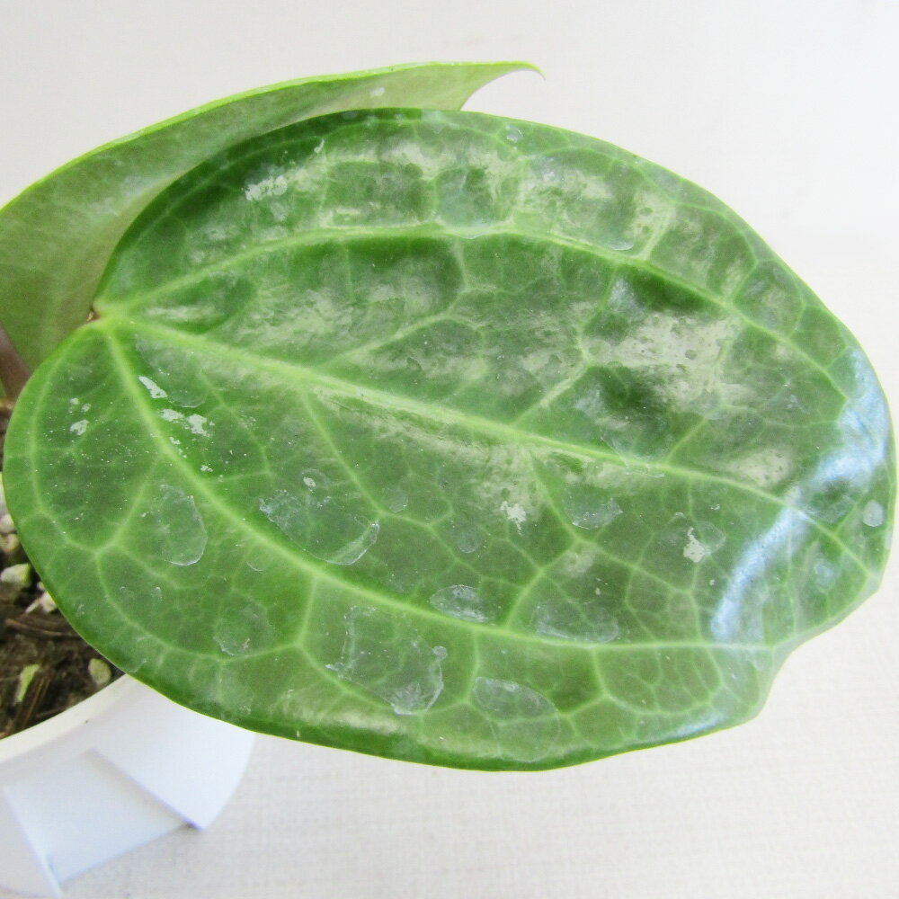 ホヤ ■観葉植物■ NEW！ホヤグラブラ ボルネオHoya glabra borneo9cm硬質ポット植え