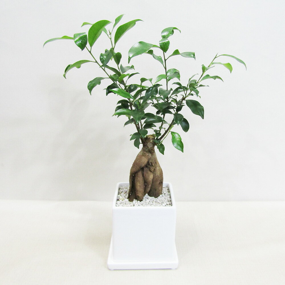 G■観葉植物■ ガジュマルスクエア□11．5cm白陶器鉢植え　受け皿付きホワイト・ブラック