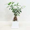 G■観葉植物■【送料無料】 ガジュマルスクエア□11.5cm白陶器鉢植え 受け皿付きホワイト・ブラック【ギフト対応商品】