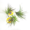 eBWAekCtHA@Tillandsia tenuiforia