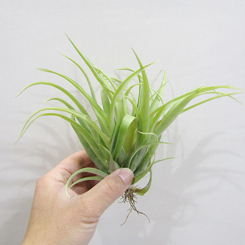 ■ティランジア■　ラウトネリ　Tillandsia lautneri（カピタータ　グズマニオイデス）