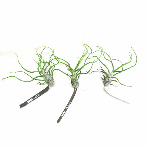 ■ティランジア■ブルボーサ　ベリーズTillandsia bulbosa　‘Belize’