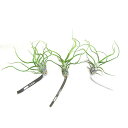 ■ティランジア■ブルボーサ　ベリーズTillandsia bulbosa　‘Belize’