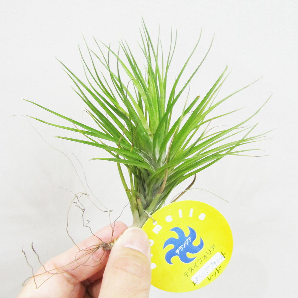 【アウトレット商品】■ティランジア■テヌイフォリアエメラルドフォレスト レッドTillandsia tenuiforia（葉に傷みがあるため）