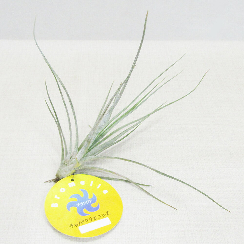 【アウトレット商品】■ティランジア■チャパリラエンシスTillandsia chapalillaensis（葉に傷みがあるため）