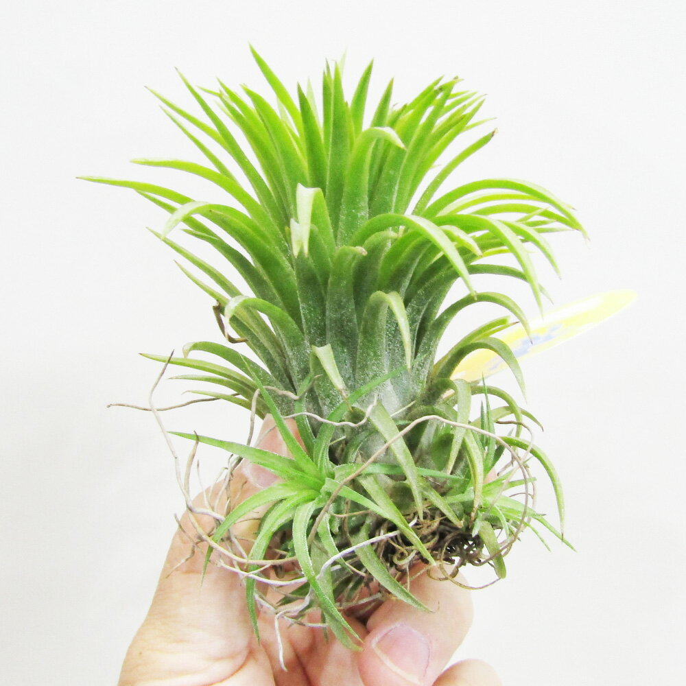 ■ティランジア■イオナンタ ファウンテンTillandsia ionantha Fountain（葉に傷みがあるため）