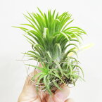 【アウトレット商品】■ティランジア■イオナンタ ファウンテンTillandsia ionantha Fountain（葉に傷みがあるため）