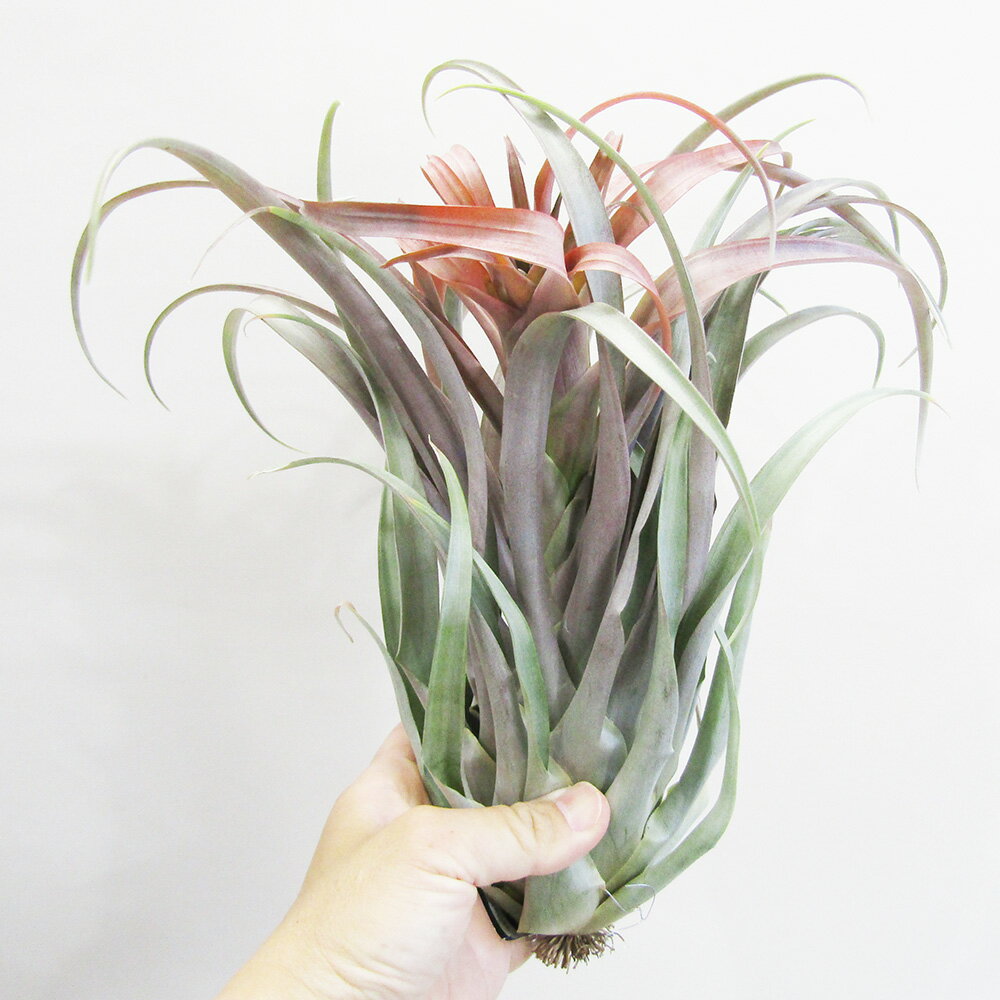 ■チランジア■ NEW！カピタータ ホンジュレンシスTillandsia capitata hondurensis