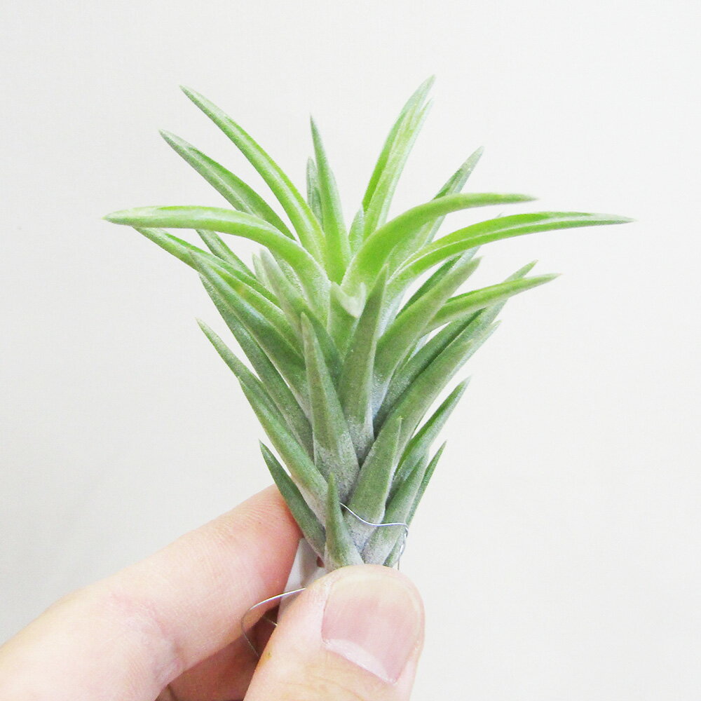 ■ティランジア■ネグレクタTillandsia　neglecta