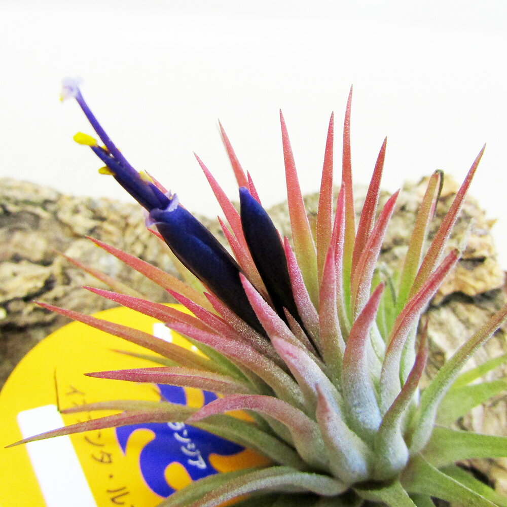 □ティランジア・エアプランツ□ イオナンタ ルブラ （Lサイズ）（開花終わり）