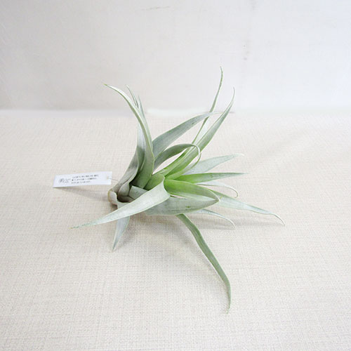 ■ティランジア■セクンダ　ビピパラ Tillandsia secunda vivipara