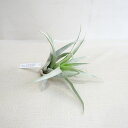 eBWAZN_@rsp Tillandsia secunda vivipara