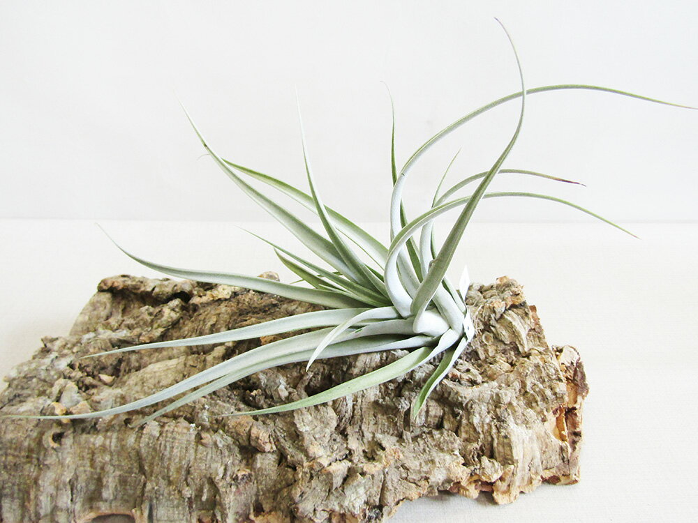 □ティランジア・エアプランツ□ エリザベシアエ（エリザベシア） Tillandsia elizabethae