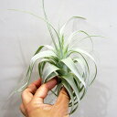■ティランジア・エアプランツ■ストラミネア ディープパープル Tillandsia straminea 'Deep Purple'