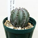 □多肉植物□ ユーフォルビア ホリダ梵天 Euphorbia horrida bonten 2号ポット