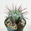 □多肉植物□ ユーフォルビア 長棘ホリダ Euphorbia horrida 2号ポット
