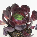 □多肉植物□ センポニウム ボルテックス 4号ポット苗 〈アエオニウム(黒法師)×センペルビウムの交配によって生まれた新品種〉