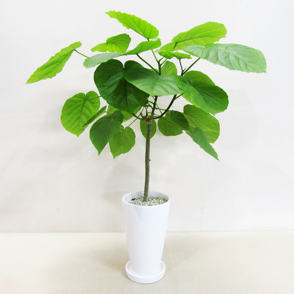 楽天市場】ゴムの木(高さ(植物)~ 70.9cm)(観葉植物|花 楽天市場】ゴムの木(高さ(植物)~ 70.9cm)(観葉植物|花