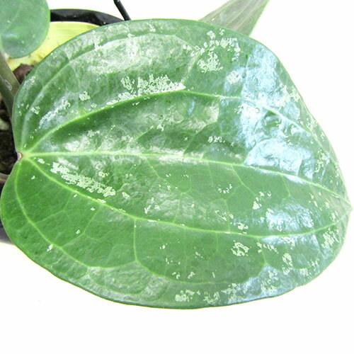 ■観葉植物■ホヤ　ラティフォリア5号吊り鉢植え