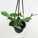 □観葉植物□ホヤ カルノーサ白斑入り 3号プラ吊り鉢