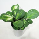 □観葉植物□ ホヤ オボバタバリエガータ 4号鉢植え