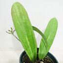 □鷲尾園芸さんのホヤ□ ホヤ sp.フィリピン Hoya sp.Philippines 10cm硬質ポット植え〈鷲尾園芸フィリピンNo.1〉
