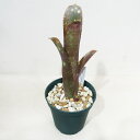 □SPECIES NURSERYさんのブロメリア□ ビルベルギア Billbergia 'Catalyst' (Ray Coleman) Φ10.5cm硬質ポット植え