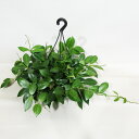 □観葉植物□ ホヤ オブスクラ 5号吊り鉢植え 現品販売