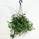 □観葉植物□ ホヤ ラクノーサ 5号吊り鉢植え 現品販売
