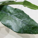 □鷲尾園芸さんのホヤ□ ホヤ sp.シンガポール Hoya sp. Singapore 10cm硬質ポット植え