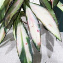 □鷲尾園芸さんのホヤ□ ホヤ ケンティアナバリエガータ Hoya kentiana variegata 10cm硬質ポット植え