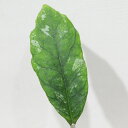 □鷲尾園芸さんのホヤ□ ホヤ ビテリノイデス Hoya vitellinoides 10cm硬質ポット植え