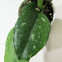 □鷲尾園芸さんのホヤ□ ホヤ ユナ Hoya 'Yuna' 10cm硬質ポット植え