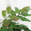 □武農園さんの観葉植物□ ダバリア ペンタフィラ 4号吊り鉢