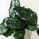 □近藤園芸さんのホヤ□ ホヤ ビローサ Hoya villosa 10cm硬質ポット植え