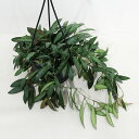 □観葉植物□ホヤ ロシータ 4号吊り鉢植え